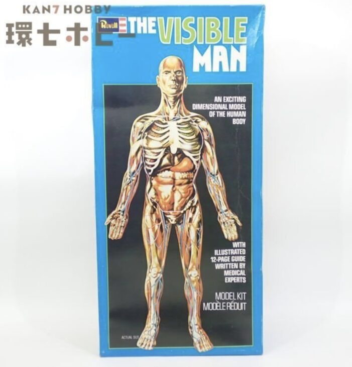 レベル社 ザ・ビジブル・マン 人体模型 未組立 プラモデル